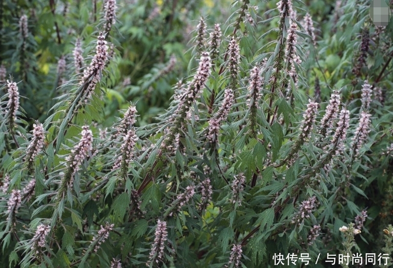  健康|十个女人九个妇科病，用此草每天泡水，祛湿排毒，子宫越来越健康