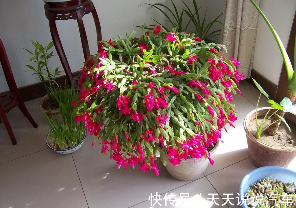 立冬后，养这10种花，切记不能多浇水，养不活都是由于手太勤