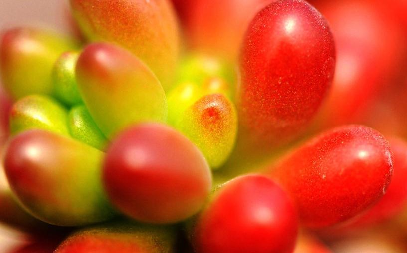 多肉徒长怎么办,教你一招变老桩