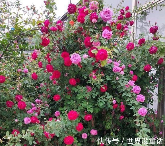 鱼头|吴大爷养“月季”,三月喂点“零食”,花朵嗖嗖冒,1年开不停!