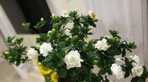 施肥|大爷种栀子花,从不施肥,一些“垃圾”全扔盆里,最后花开十几朵