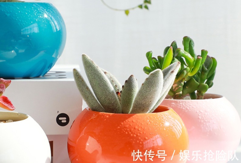 伤口|多肉长花箭该如何处理?除了剪掉,还要这么处理花箭和术后母株