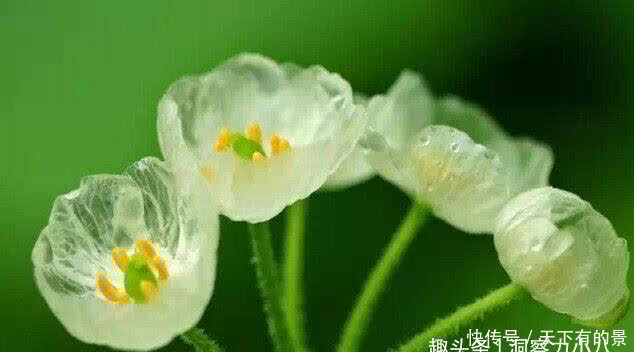 别错过这款“水晶花”,花瓣遇水变透明,单季绽放“可遇不可求”