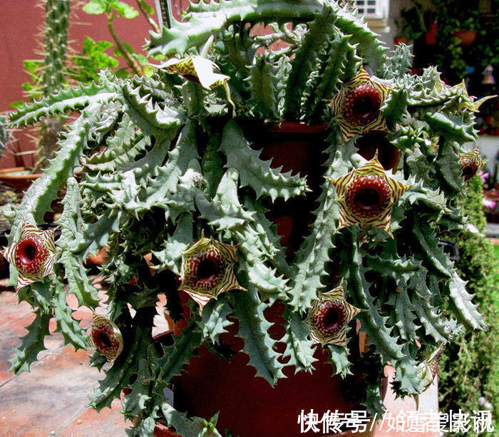 养这几种花太省事了,放在阳台晒太阳,少浇水还能开花