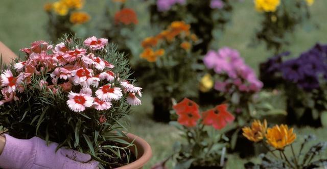 休眠期|夏天会假死的几种花,叶片枯萎也不要扔,养到秋天就能恢复生长