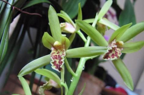 最全的兰花大鉴赏,看看你都见过几种兰花!