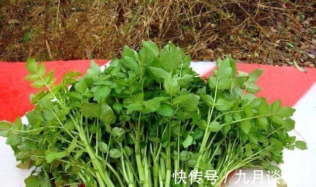 女性|女性常吃此菜,气色好脸色红润,子宫越来越干净,皮肤细腻又光滑