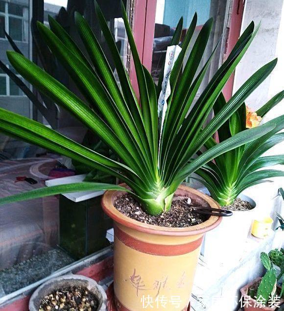 秋天|秋天别忘给君子兰换一次盆,根系壮实,叶子更多,花大色艳