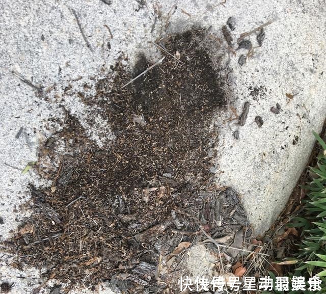 叶土|君子兰盆里放2样东西,啥肥不用给,照样花苞多、叶满盆