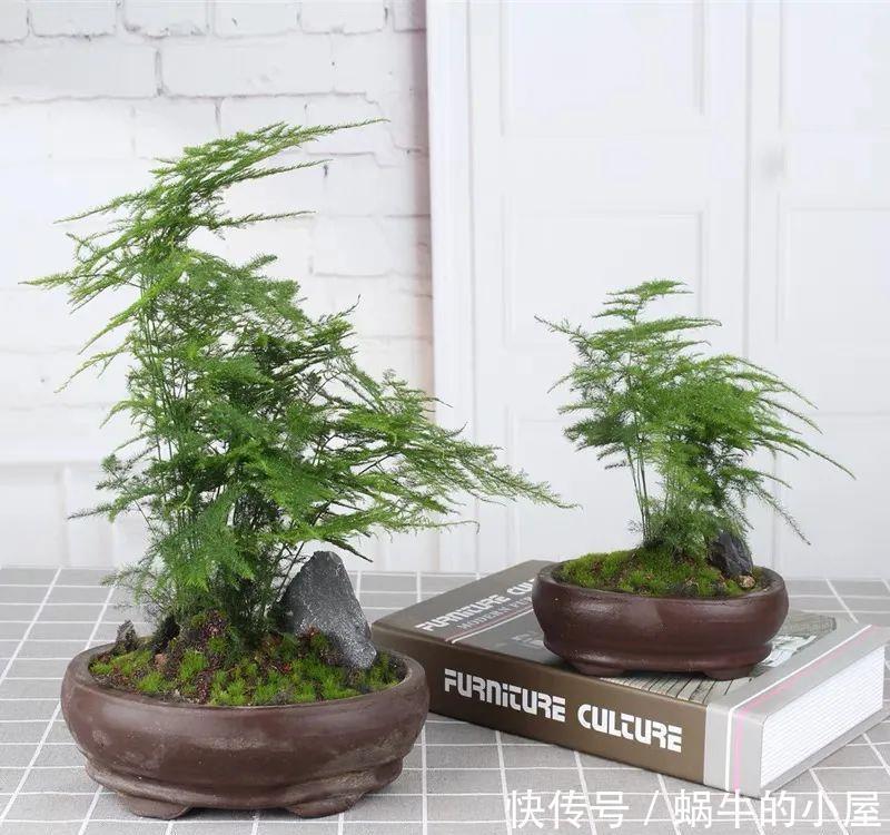 家里养文竹,春天注意这5个小细节,叶绿根壮长势好,满室书香气