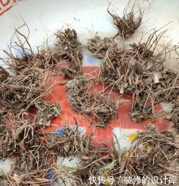 芦荟|8种花像“老母猪”,种一棵,生一窝,多得没地方养