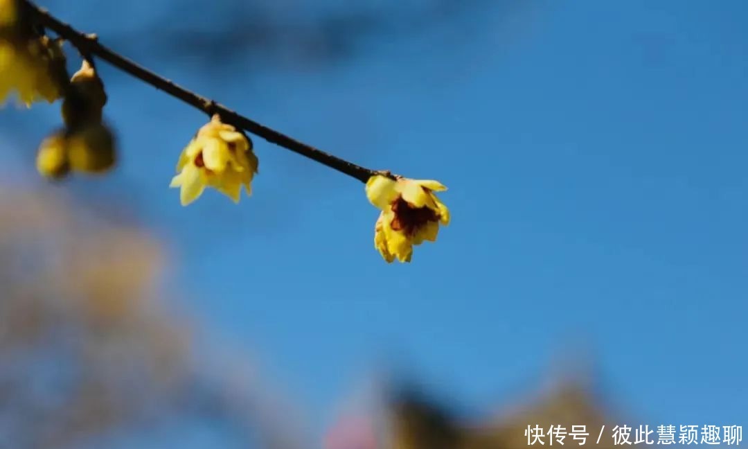 真香预警！腊梅花开，盘点西安赏梅好去处！