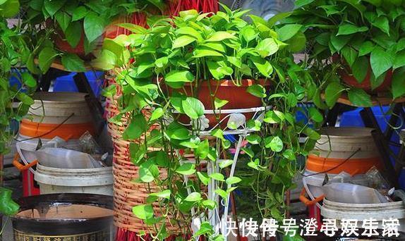 肥料|“肥料”别再买,在家就能自制“1种肥水”,浇啥花都可以,值!