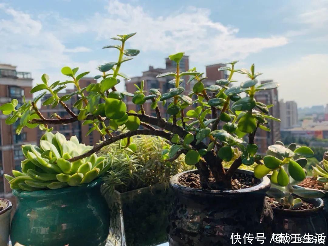 氮钾|金枝玉叶开花了,真花长这样,很多人没见过