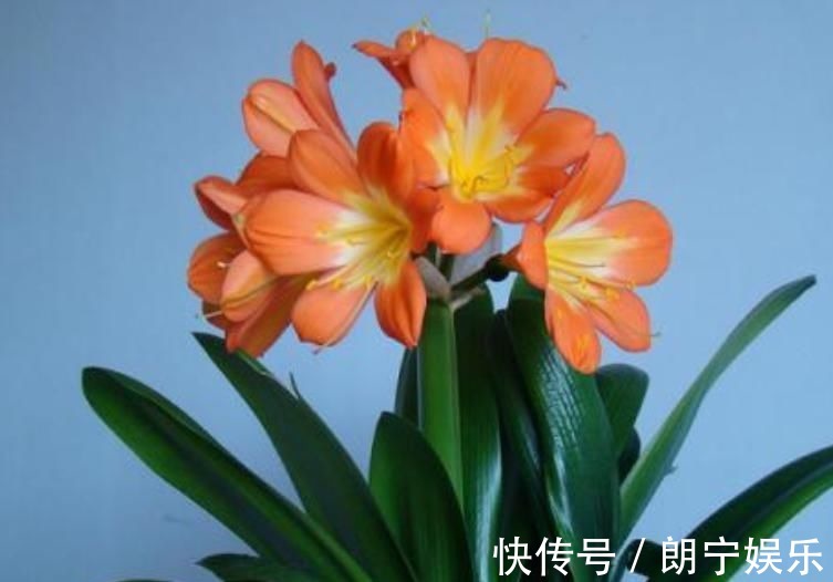 植物|君子兰迟迟不开花别着急,几招催花方法,让君子兰砰砰开花