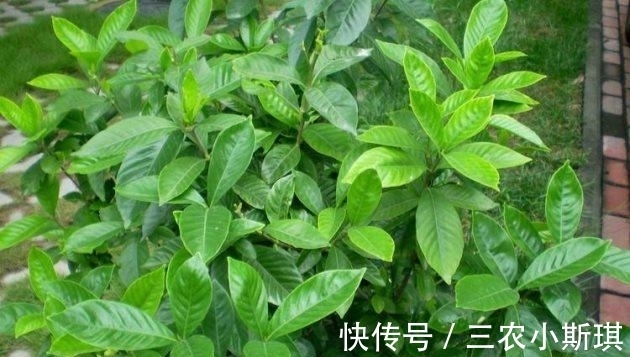 植株|栀子花这样修剪, 长得更茂盛, 花芽冒不停!