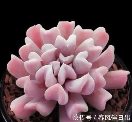 白牡丹|3种适合新手的多肉植物,学会控水,易群生养成漂亮小老桩