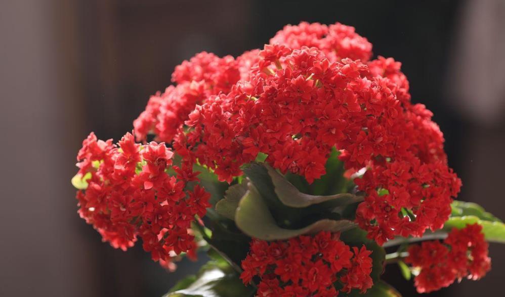 这3种花，不要修剪，否则不开花