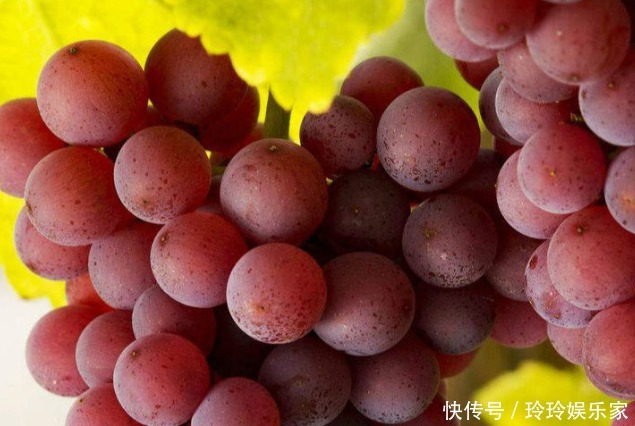果酸|爱吃葡萄的人,长寿不会远离你,但吃葡萄有1大禁忌,要了解下