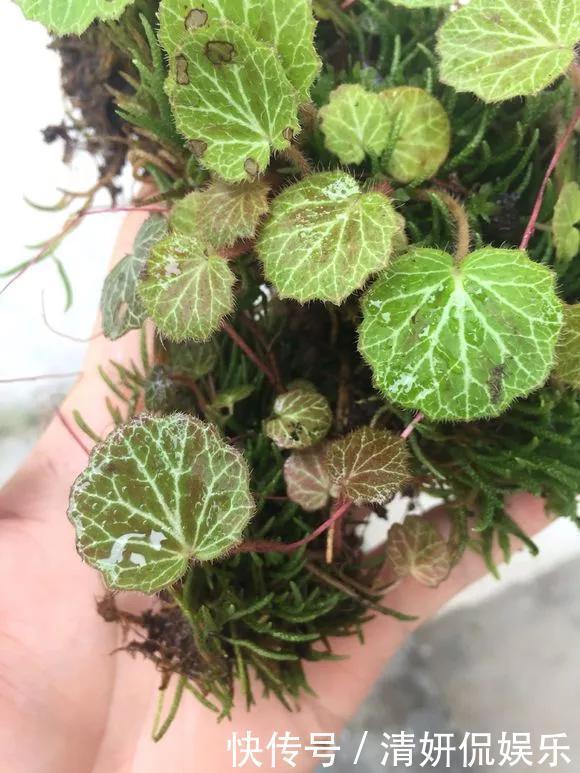 观音莲|天生“体阴”的6种花，晒太阳易黄叶，阴一点反而长得绿油油