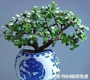 弹子|养这2种花，还能挣钱，放那不用管，养得好卖上万，挺划算！