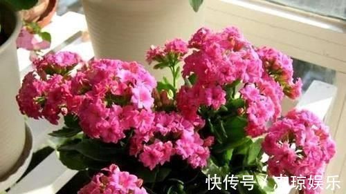 牡丹吊兰|忘了绿萝、吊兰吧，换上3种花，好看又好养，是家庭盆栽佳品