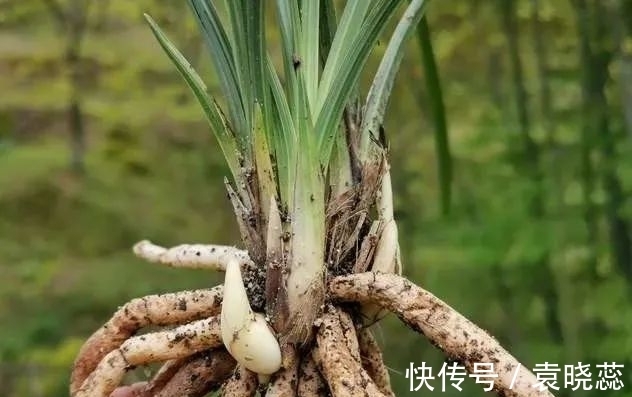 透水|兰花浇水有讲究,浇半截水还是浇透水,究竟怎么掌握?