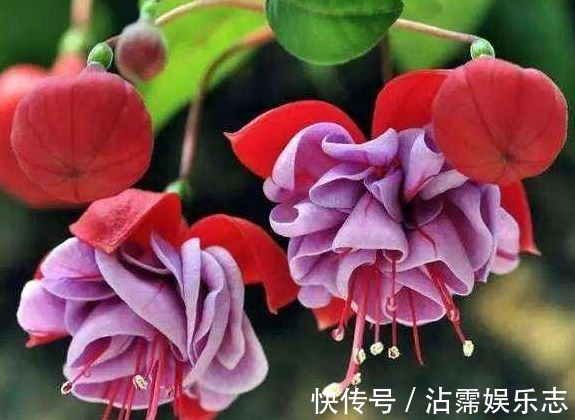 扦插|家有小院，种这些耐旱植物，沾点水就爆盆，懒人超好养，绚丽多彩