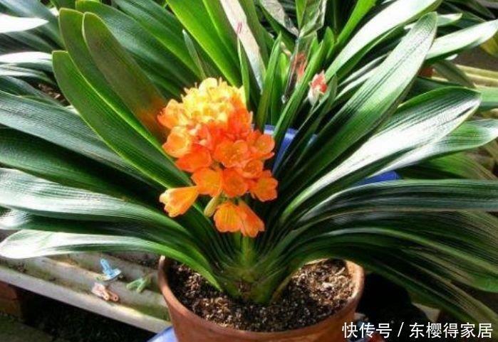 4种花便宜又好养，10元2盆，鲜艳美丽，花型大方美观