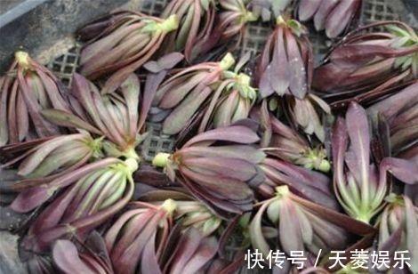 老桩|多肉“黑法师”的一生,从小苗到“假老桩”,半年窜了一米高