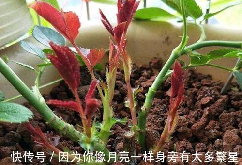 养月季花，教你一招，猛长笋芽，开花期长，每一种都很美