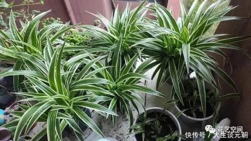 叶片|王大妈养吊兰,坚持用一种水,养出“瀑布吊兰”,一年繁殖几十盆