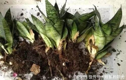 见证奇迹的时刻到了,三种不一样的盆养虎皮兰