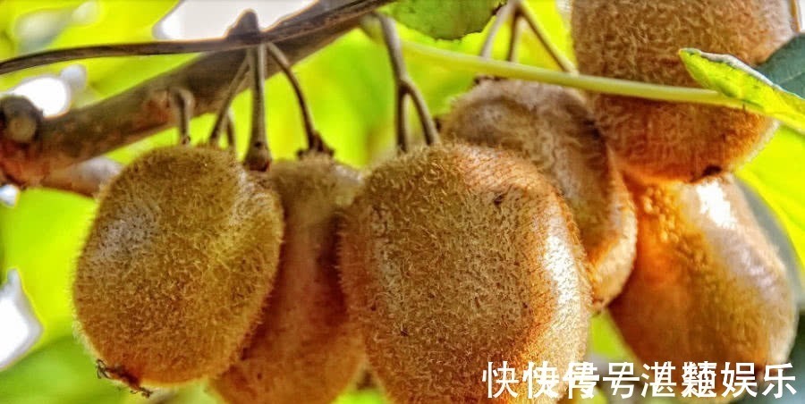 猕猴桃|眼睛太疲劳怎么办常吃以下几种水果,能清热解毒、提高视力