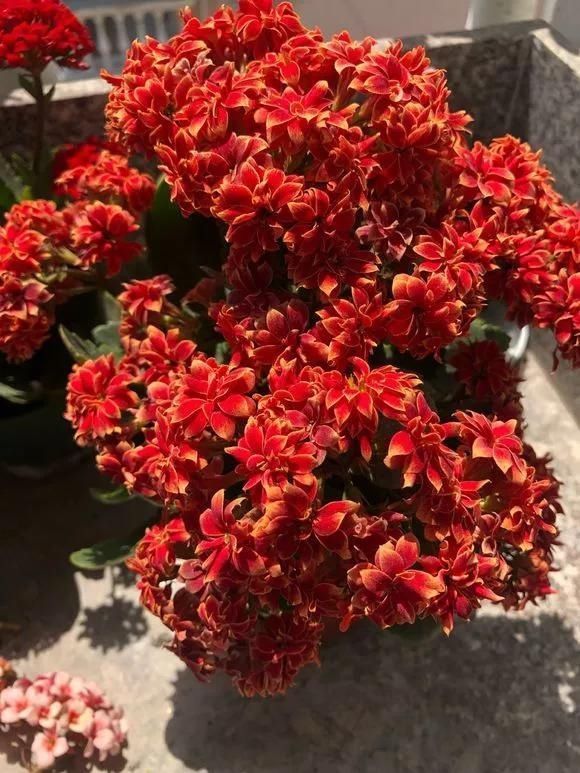 5种花夏天要管住手,浇多了就烂根,越浇花越死