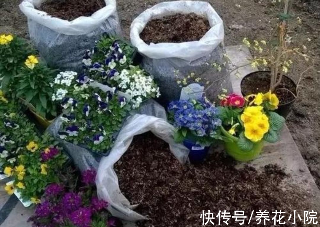 养花先“养根”,3个“小方法”,根系疯长,枝叶繁茂
