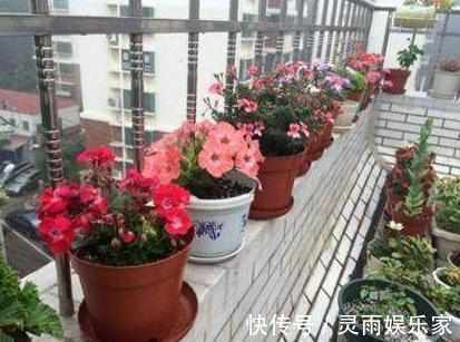 元气满满|盘点不能“养”的花，一不小心就爆盆，长满整个阳台，花盆不够用