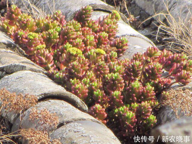 肉肉|当多肉进入了农村，你还相信这是你当宝贝一样的肉肉吗