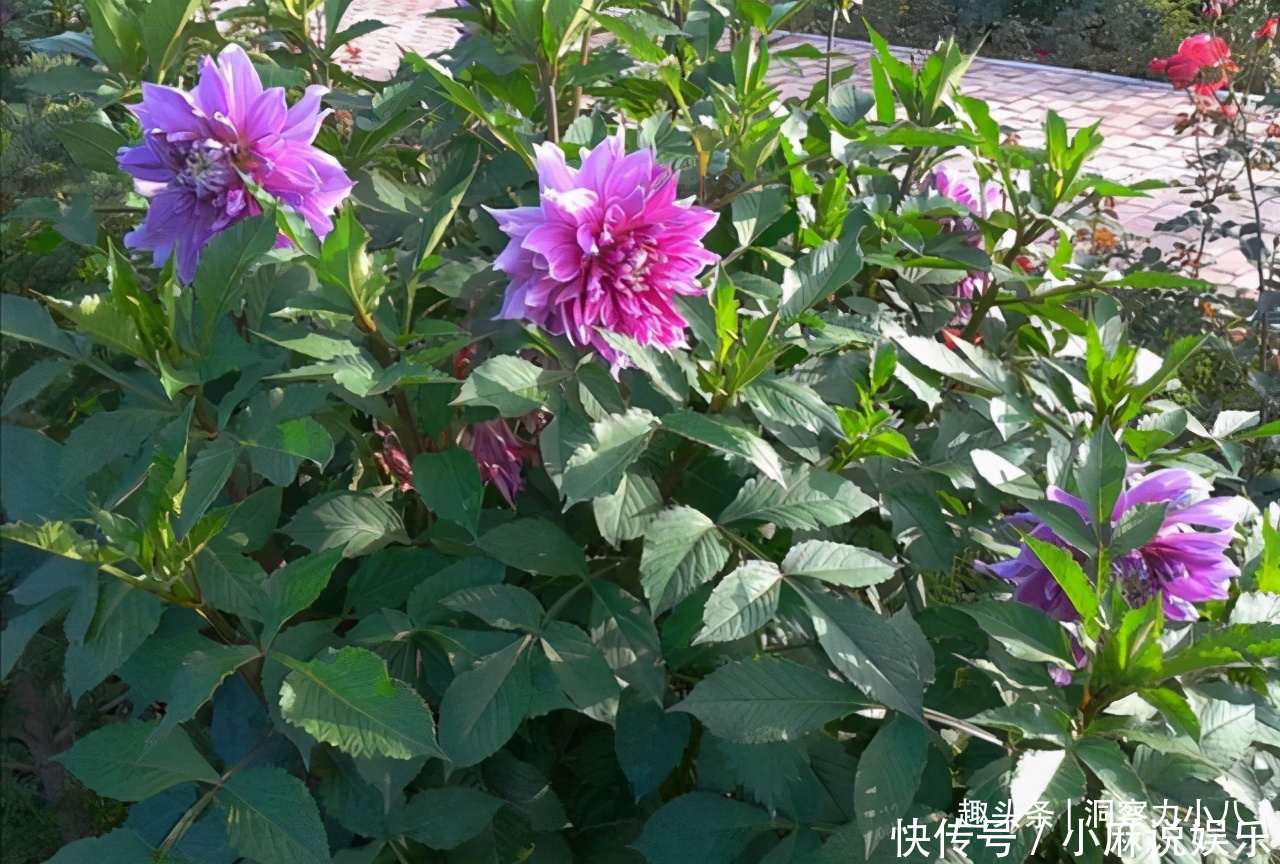 被名字耽误的“网红花”,“花大如碗口”颜色艳,一花能熏一室香
