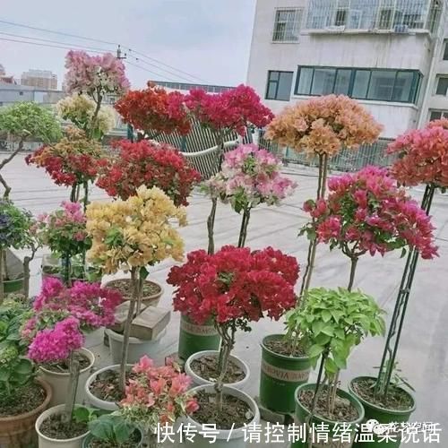 养花|淘米水养花好，用对了是花肥，用错了是“毒药”！