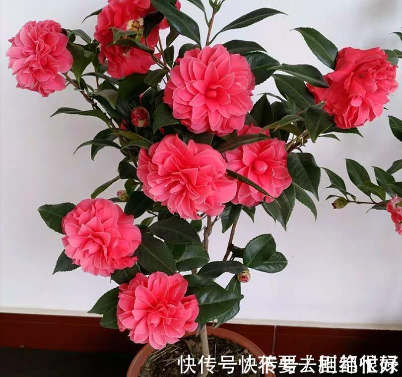 五种“吉祥花”,建议养一盆,不仅寓意好,还利于健康