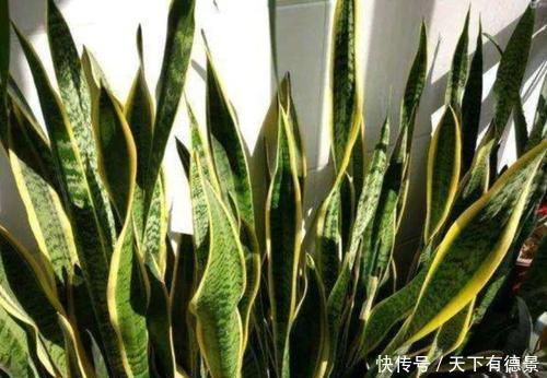 植株|老花匠养虎皮兰从来不施肥,做了2件事,枝繁叶茂爆小崽