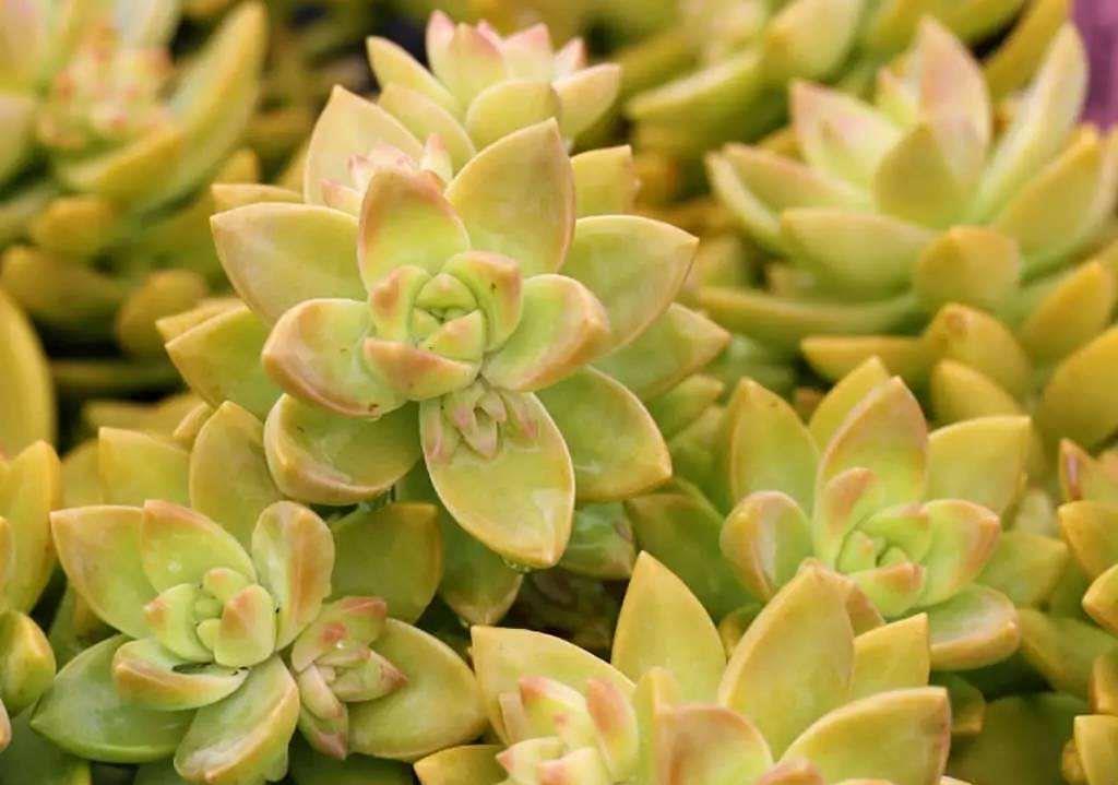 黄丽|让黄丽矮矮壮壮,颜色呈橘黄色,别忘这“两步”,变更美了