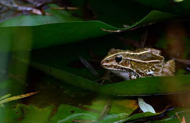 绝技#《闻见偶录》中,记录天桥的乞丐会“蛤蟆戏”,可惜这绝技失传了