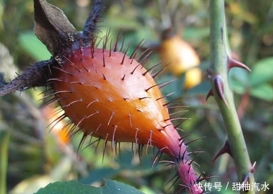 農村山上的這種野果子可以拿來泡酒，老農稱是“天下第一養生酒”