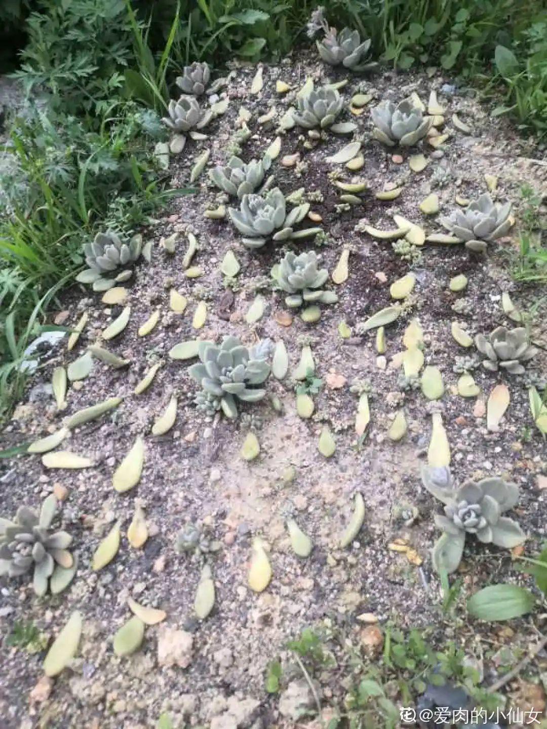 折腾不死的25种花,咋养都爆盆,家里必须养!