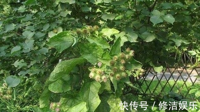 种植|路边一种野草,人称“牛菜”,一点不起眼却叶、根、果全是宝