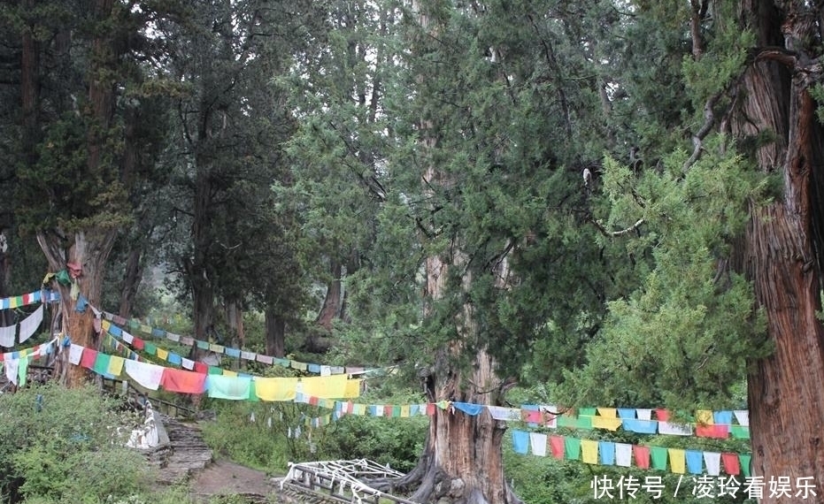 世界最“牛”的两棵树在中国,一棵惊艳了中国,一棵征服了全世界