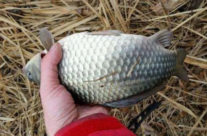 冷天用蓝鲫饵时,多加一点它,钓上的鱼又大又肥!