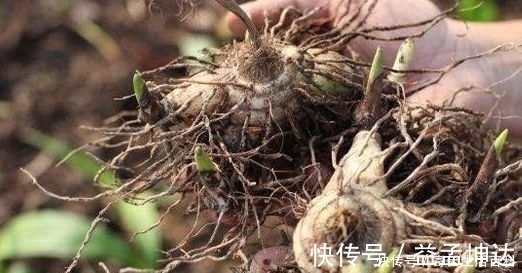 农民朋友|农村一种野草,具有止血神效,有人种它一亩纯收入20万!